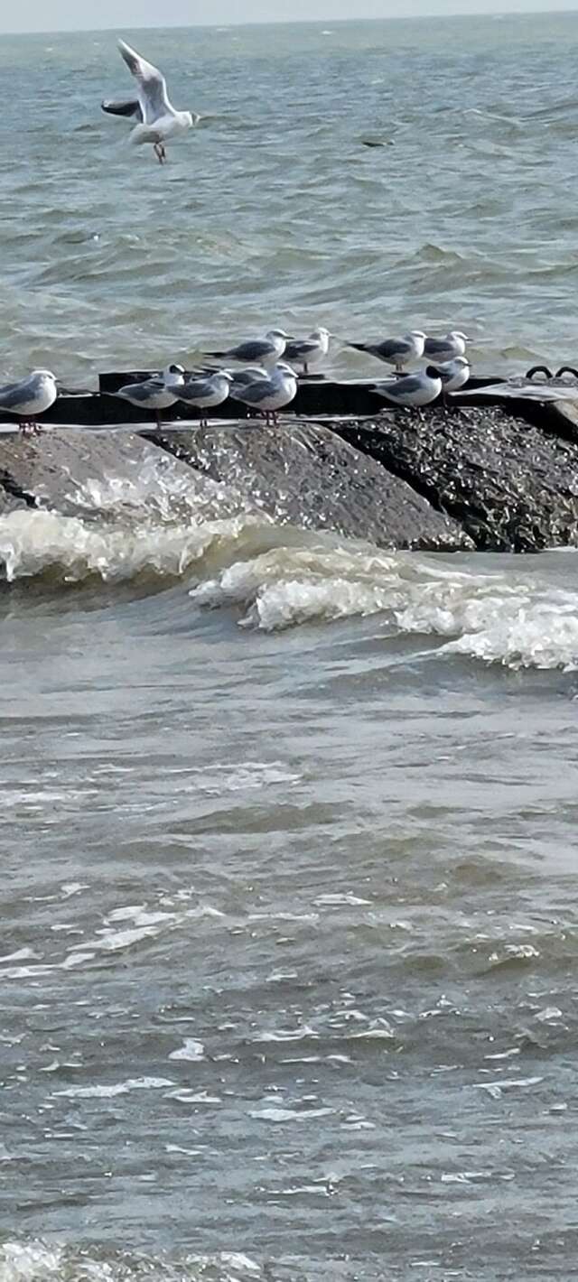 Гостиница Ассоль Таганрог-147